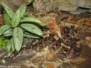 Bitis gabonica rhinoceros - zmije gabunská nosorožčí