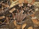 Bitis gabonica rhinoceros - zmije gabunská nosorožčí
