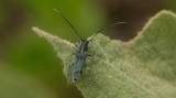 Phytoecia caerulescens caerulescens