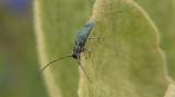 Phytoecia caerulescens caerulescens
