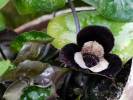 Asarum maximum