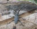 Morimus asper asper