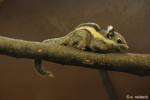 Tamiops mcclellandii - veverka páskovaná