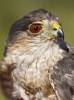 Accipiter striatus