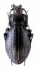 Carabus montivagus