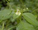 Impatiens parviflora - netýkavka malokvětá