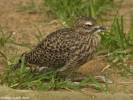 Burhinus capensis - Spotted Thick-knee