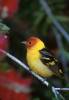 Piranga ludoviciana - Western Tanager