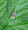 Syricoris lacunana - obaleč jahodníkový