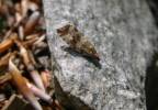Celypha cespitana