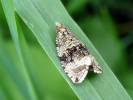 Syricoris lacunana - obaleč jahodníkový