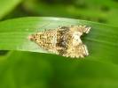 Syricoris lacunana - obaleč jahodníkový