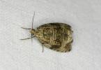 Syricoris lacunana - obaleč jahodníkový