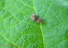 Syricoris lacunana - obaleč jahodníkový