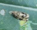 Syricoris lacunana - obaleč jahodníkový