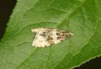 Orthotaenia undulana