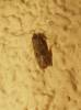 Celypha striana - obaleč pampeliškový