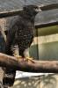 Spizaetus tyrannus