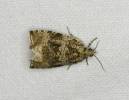 Syricoris lacunana - obaleč jahodníkový