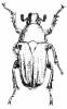 Caelorrhina concolor