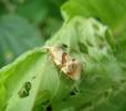 Aethes cnicana