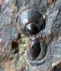 Hypagnostus parvifrons