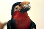 Lybius dubius - Bearded Barbet