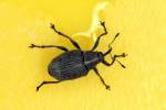 Ceutorhynchus assimilis