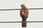 Accipiter badius cenchroides