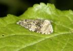 Syricoris lacunana - obaleč jahodníkový