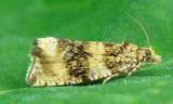 Syricoris lacunana - obaleč jahodníkový
