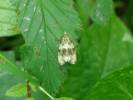 Olethreutes umbrosana