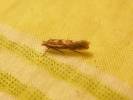 Phyllonorycter leucographella - klíněnka hlohyňová