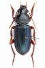 Ophonus sabulicola