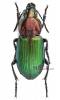 Poecilus kugelanni