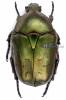 Protaetia cuprea obscura