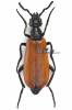 Lydus tarsalis