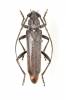 Aneflus obscurus