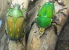 Mecynorrhinella immaculicollis