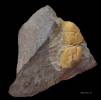 Condylopyge rex