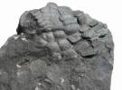 Aristocystites metroi