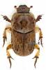 Euoniticellus pallipes