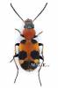Callistus lunatus lunatus