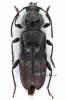 Hylotrupes bajulus - tesařík krovový