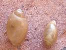 Physa fontinalis - Common Bladder Snail