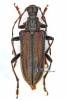 Oxymirus cursor