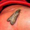 Lamoria anella
