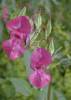 Impatiens glandulifera - netýkavka žláznatá