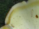 Ischnoderma resinosum