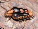 Coilodera penicillata